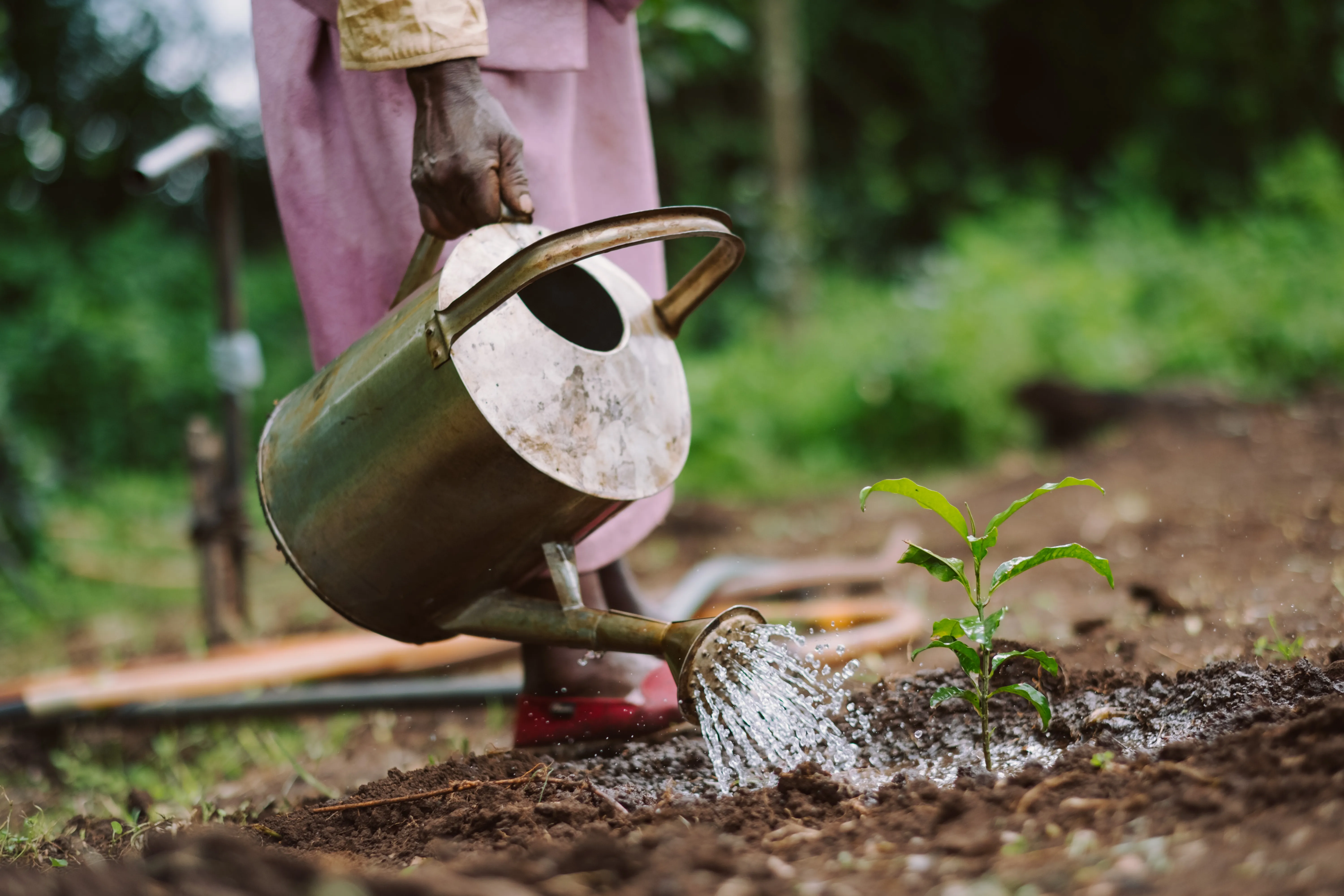 Nahaufnahme einer Person, die mit einer alten Metall-Gießkanne
einen kleinen Setzling in dunkler Erde bewässert.