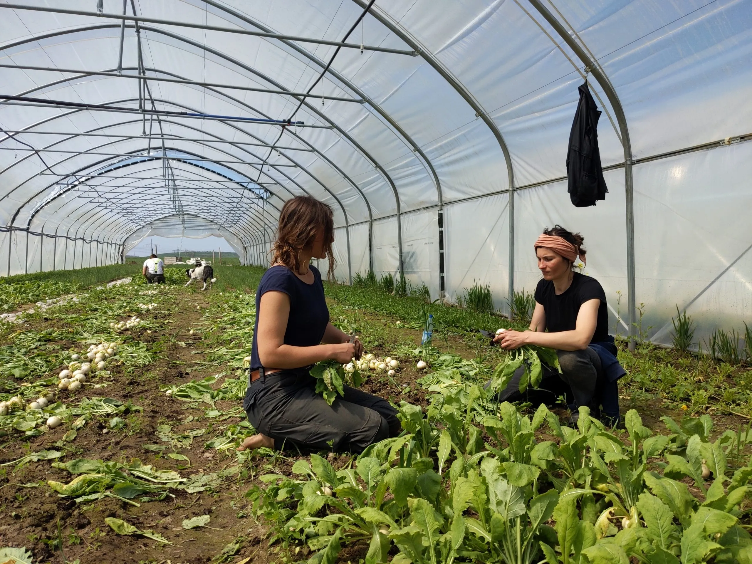 Zwei weiblich
gelesene Personen knien in einem großen Folientunnel-Gewächshaus und ernten Kohlrabi. Im Hintergrund ist ein Hund auf
der Anbaufläche zu sehen.